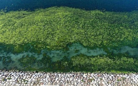 DENİZ MARULLARI ,ALTERNATİF HAM MADDE OLACAK