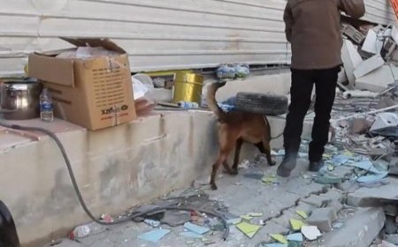 ARAMA KURTARMA KÖPEĞİ TETİK,15 CANI KURTARDI!